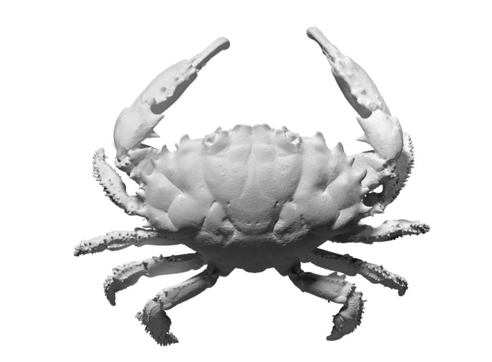 螃蟹3D打印模型