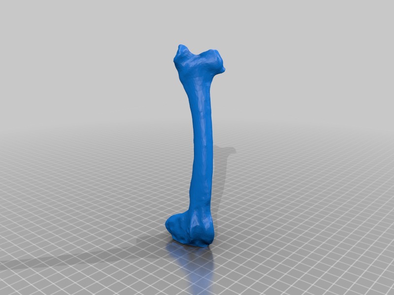 骨骼模型3D打印模型