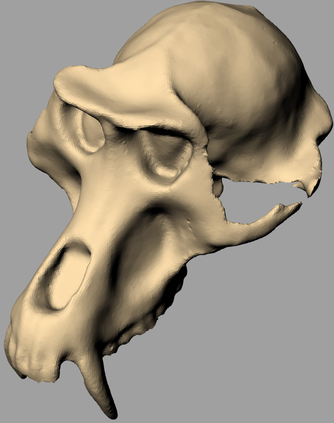 猴头骨3D打印模型
