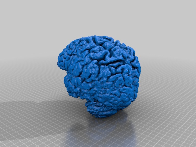 人类大脑3D打印模型