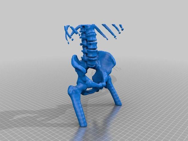 人类骨盆模型3D打印模型