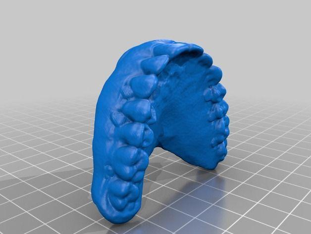 人类牙齿结构模型3D打印模型