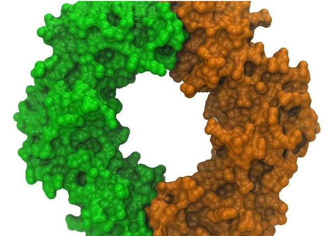 细菌蛋白构造3D打印模型