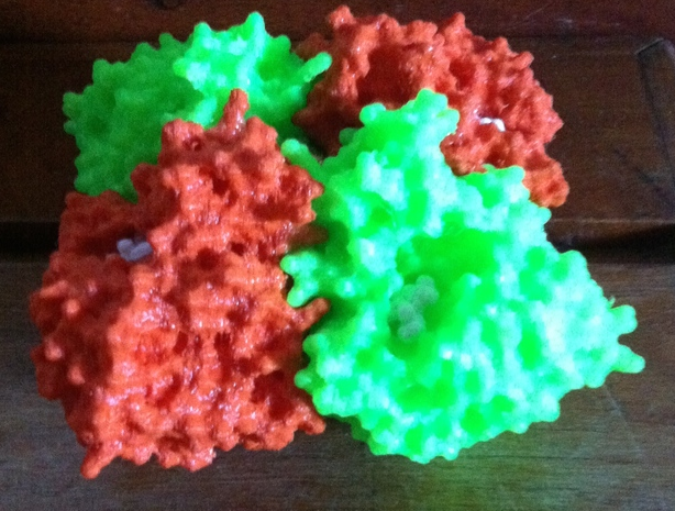 流感病毒神经氨酸酶结构图3D打印模型
