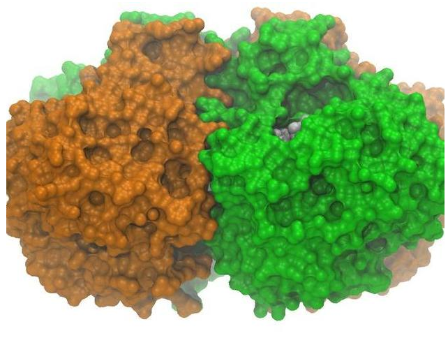 流感病毒神经氨酸酶结构图3D打印模型