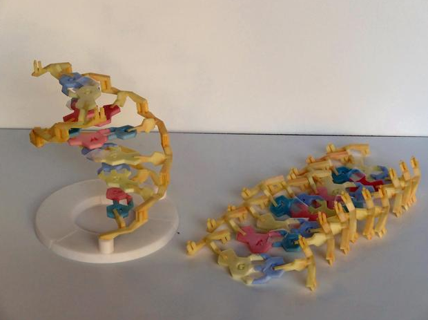 DNA结构图3D打印模型