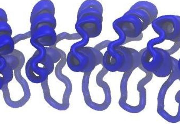 锚蛋白生物结构图3D打印模型