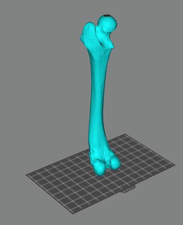 狗的股骨3D打印模型
