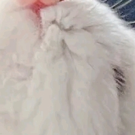 之洲