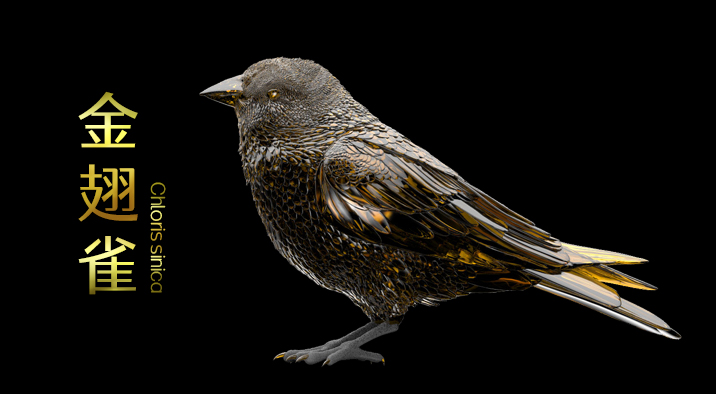 金翅雀-高质量精品动物模型