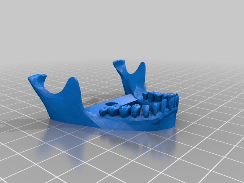 人类头骨下颚3D打印模型