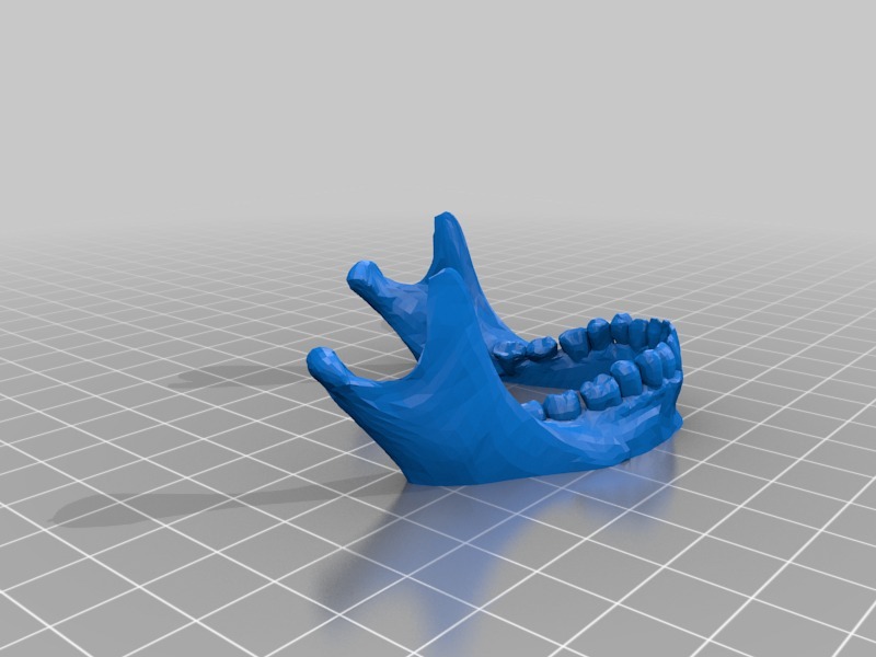 人类头骨与下颚骨和牙齿模型3D打印模型