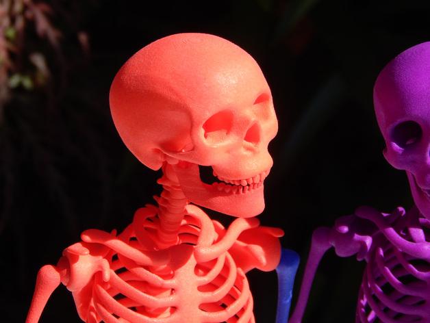 骨头先生-铰接式骨架3D打印模型
