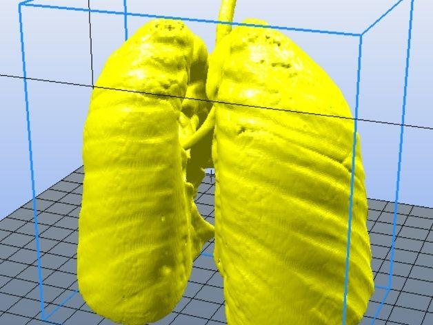人类肺部模型3D打印模型