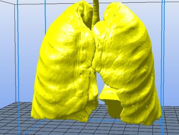 人类肺部模型3D打印模型