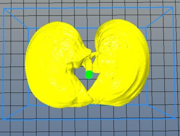 人类肺部模型3D打印模型