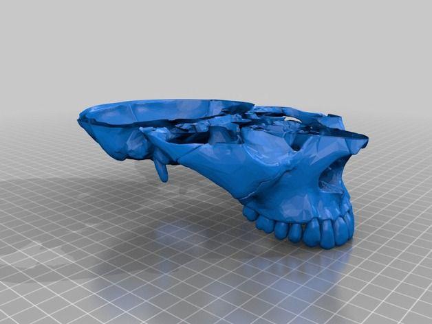 人类头骨模型3D打印模型