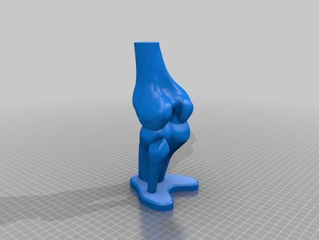 人类小腿膝盖骨模型3D打印模型