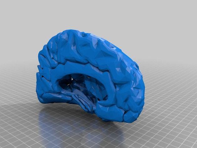 人类右脑3D打印模型