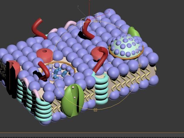 细胞膜模型3D打印模型