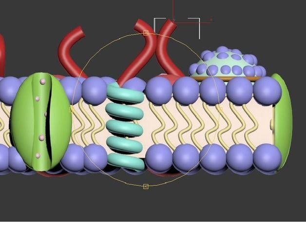 细胞膜结构模型示意图图片
