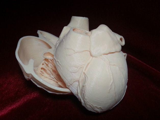 心脏解剖模型3D打印模型