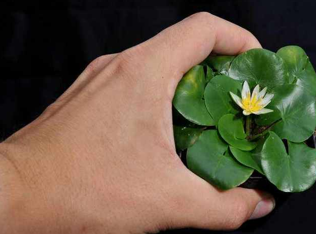 莲花3D打印模型