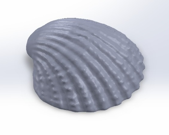 贝壳图集3D打印模型