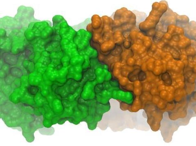 细菌蛋白构造3D打印模型