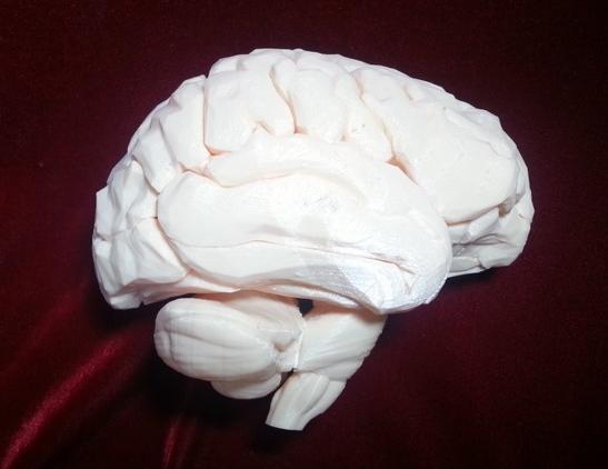 右脑3D打印模型