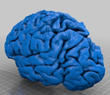 人脑3D打印模型
