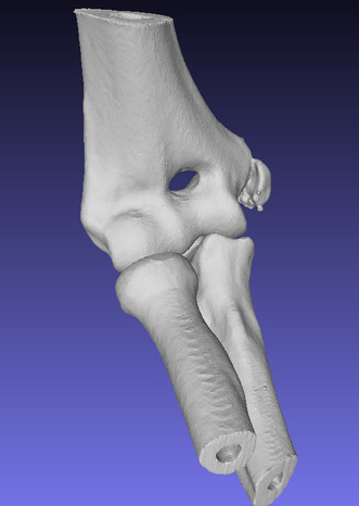 骨关节模型3D打印模型