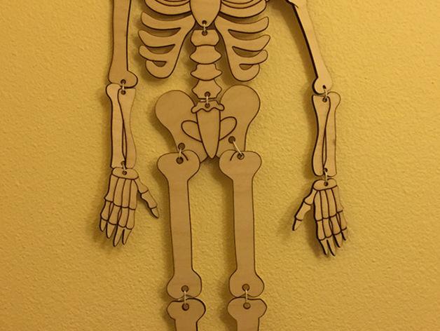骨骼架3D打印模型