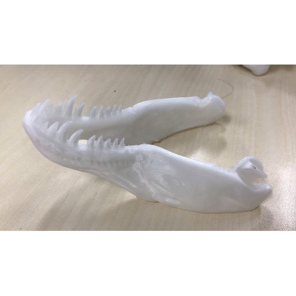霸王龙头骨3D打印模型