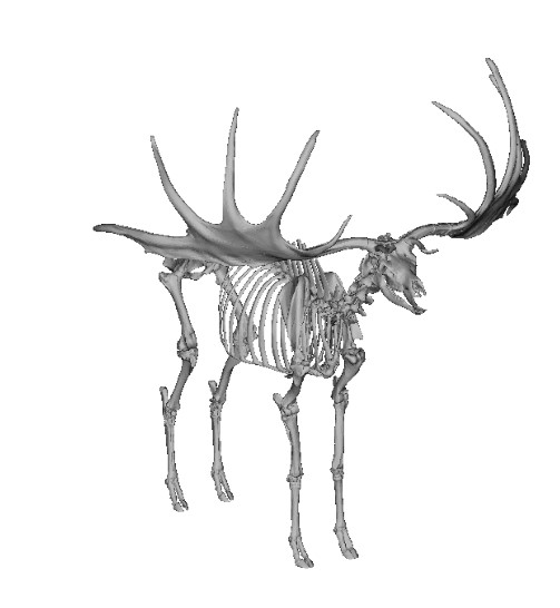 麋鹿骷髅3D打印模型