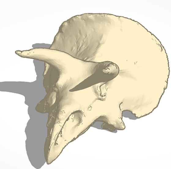 三角龙3D打印模型