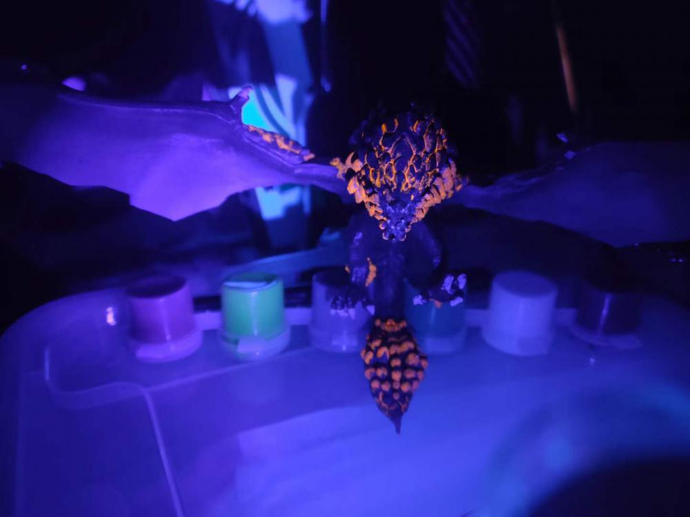 爆麟龙3D打印模型