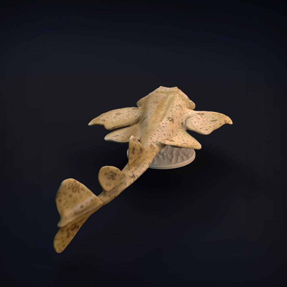 天使鲨3D打印模型