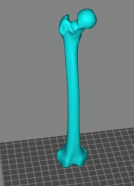 人的右腿股骨3D打印模型