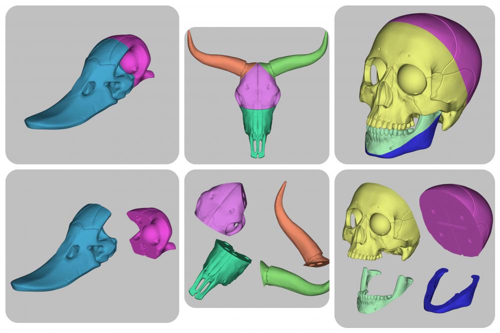 头骨模型（一）3D打印模型