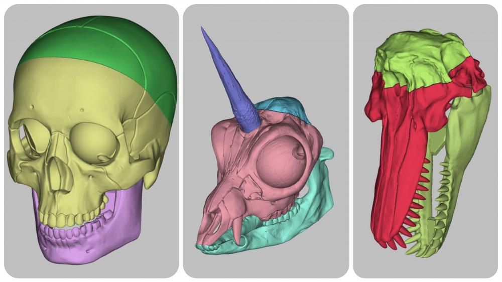 头骨模型（六）3D打印模型